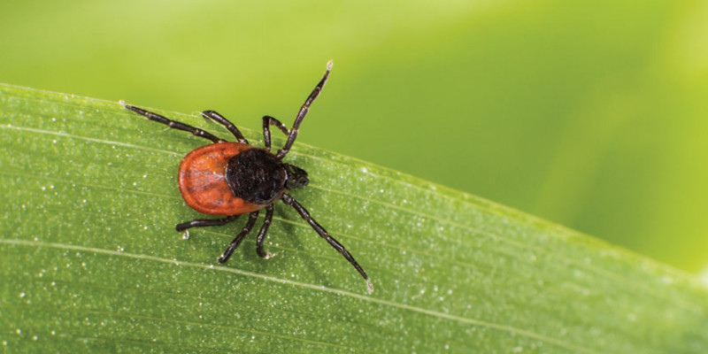 Erkes erkiu pernesamu ligu sukelejas Erkes erkiu pernesamu ligu sukelejas -Medcentras.lt