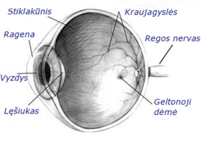Akies sandaroje parodyta ragena Akies sandaroje parodyta ragena
